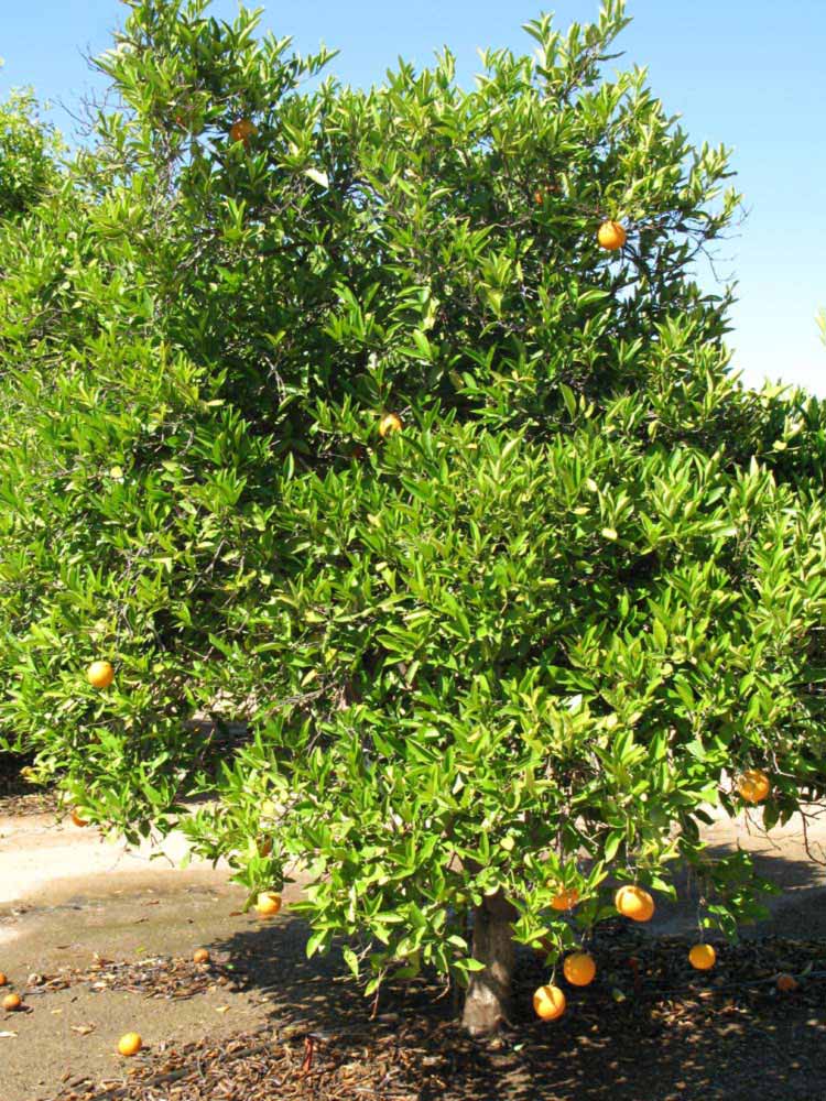              Habit (Riverside, CA)       